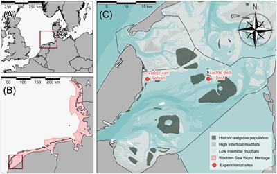 Reintroduction of self-facilitating feedbacks could advance subtidal eelgrass (Zostera marina) restoration in the Dutch Wadden Sea